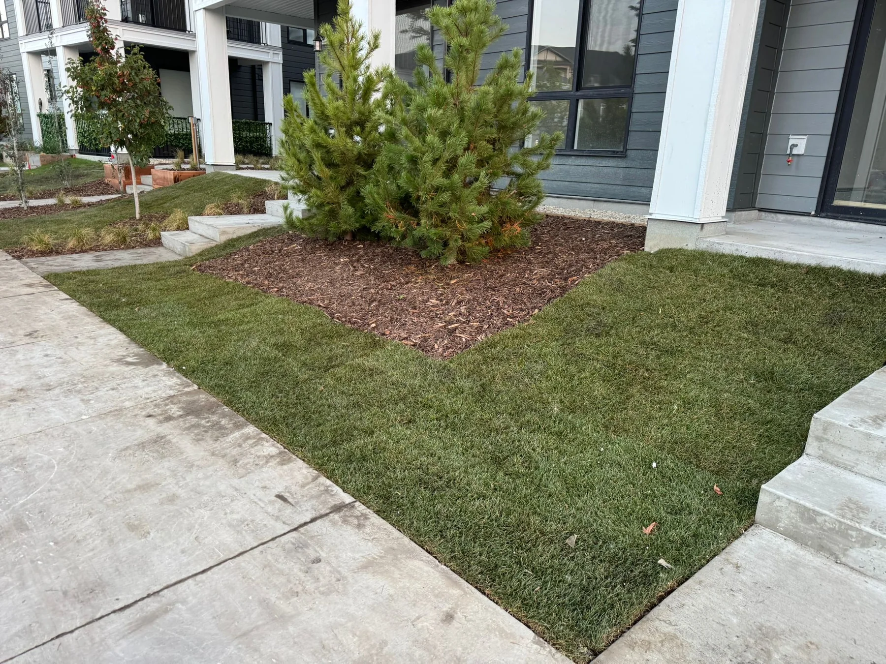 Finished townhome garden with clean sod lines and a mulched pine bed